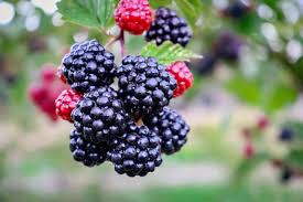 Structured Satchel